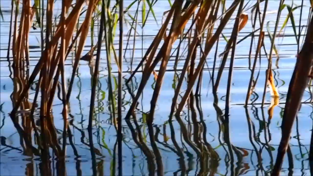 2020-08-16 Licht Reflexe (am Stechlinsee) (Fieldrecording Video)